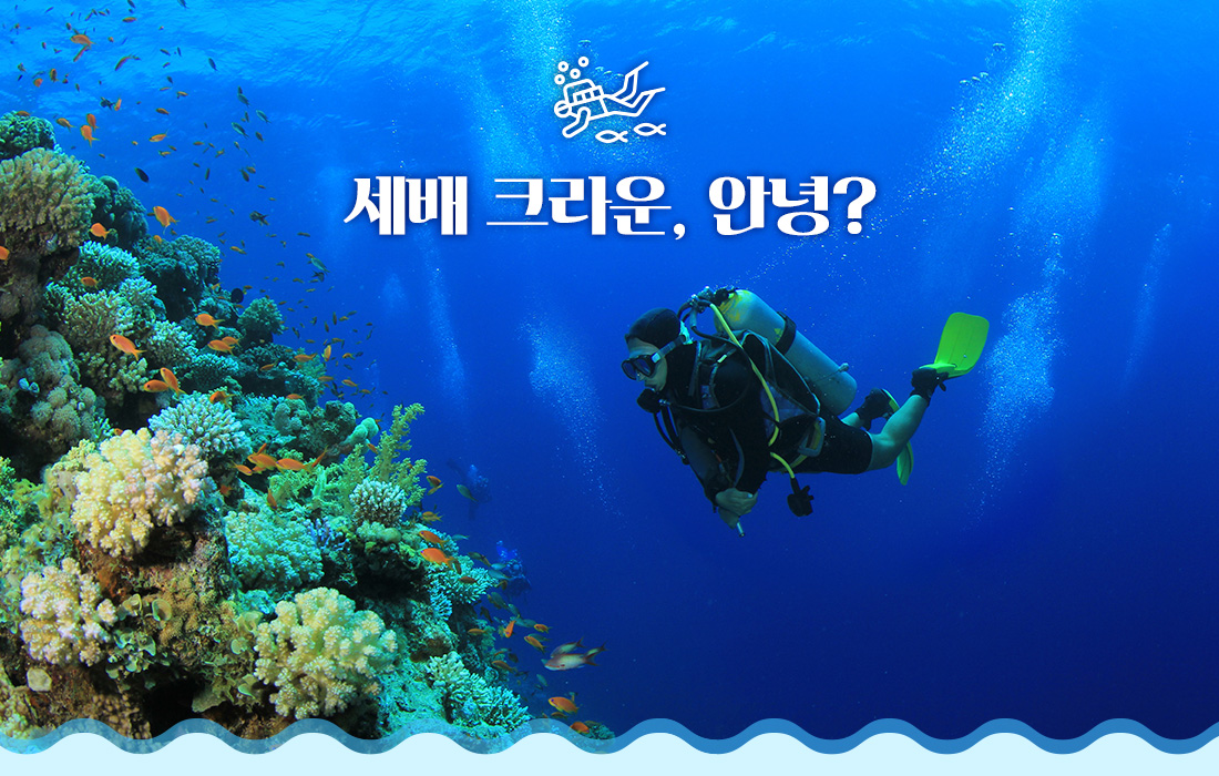 세배 크라운, 안녕?