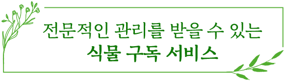 전문적인 관리를 받을 수 있는 식물 구독 서비스