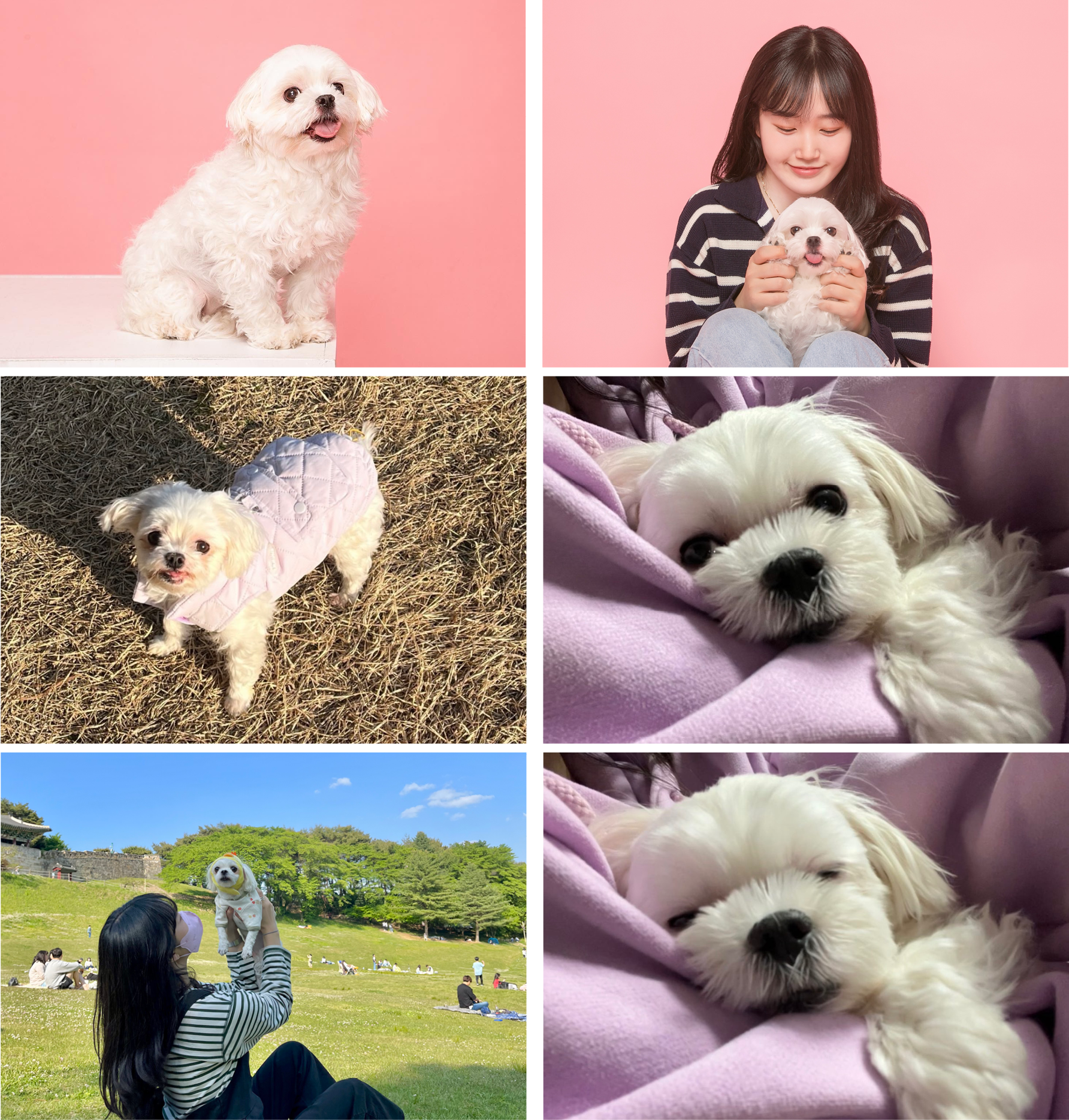 사진